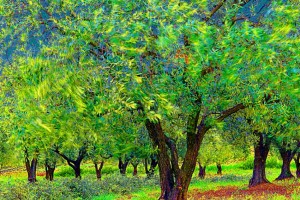 Olivenbäume im Mistral (c) Michael Kneffel